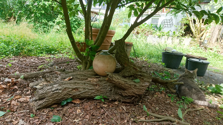 Und ein letztes Beispiel für integriertes Totholz im Garten. Rechts im Bild der befellte Herr von der Bauabnahme :-D