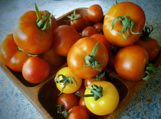 Tomaten in vielen Variationen