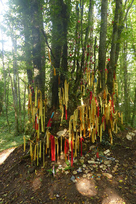 L'arbre à vœux en fin d'été