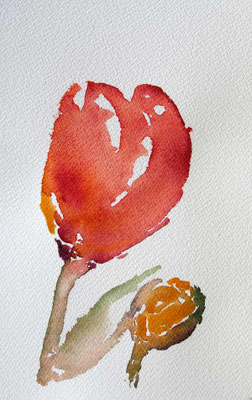 Tulipe du Keukenhof