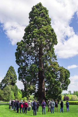 Dialogue avec l'arbre - parc de Rentilly
