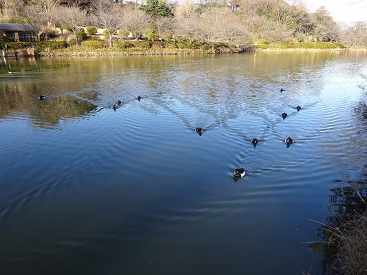 三ツ池公園 Cafe Roof Okurayama