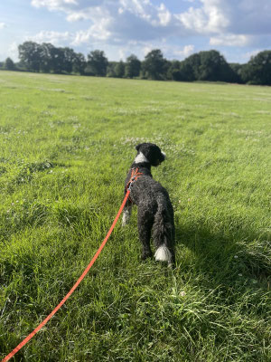 Hund beobachtet