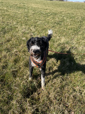 Hund aufmerksam