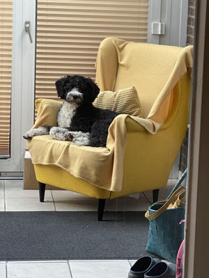 Hund auf seinem Sessel