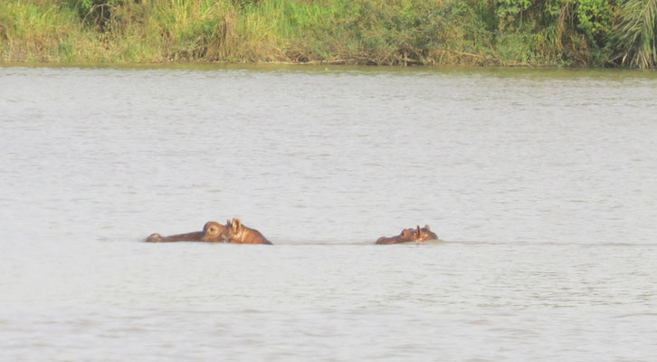 Femelle hippo et son petit