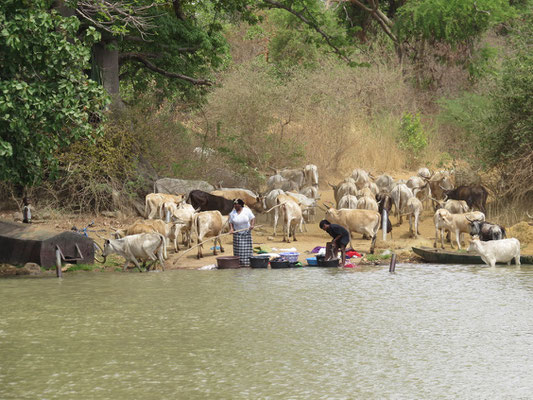 Lessive à partager avec les vaches sur le lieu de notre baignade de la veille.