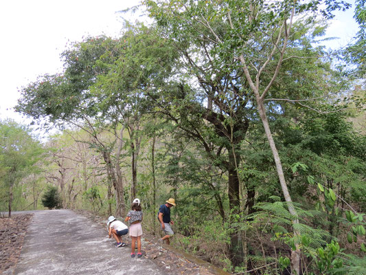 Cueillette de tamarin.
