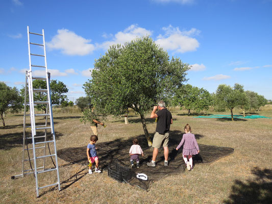 Récolte des olives. On les olives sont ceuillies dans l'arbre et réccupérées sur un filet au sol.