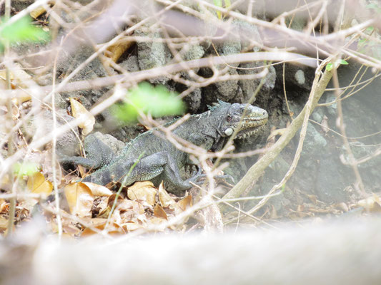 Un iguane commun