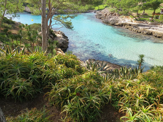 Les abords de la Cala Mitjana sont une propriété privée traversée par un chemin public. Les bords du chemin sont aménagés et plantés d'aloe, de cactus, etc..