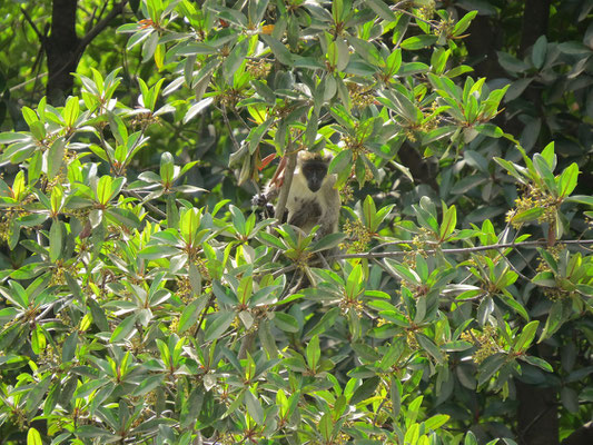 Singes dans les arbres à 50m du bateau