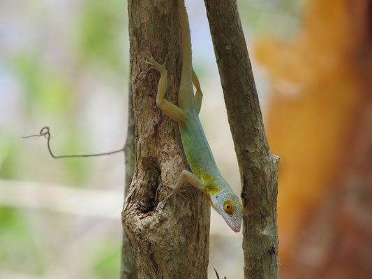 Un lézard