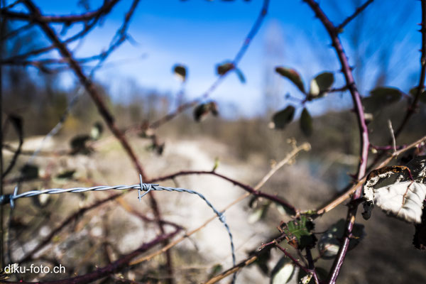 Faces of barbed wire by Dieter Kueng