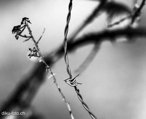 Faces of barbed wire by Dieter Kueng