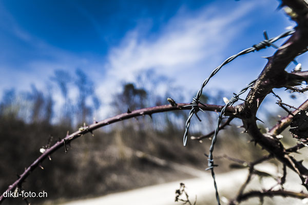 Faces of barbed wire by Dieter Kueng