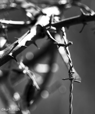 Faces of barbed wire by Dieter Kueng