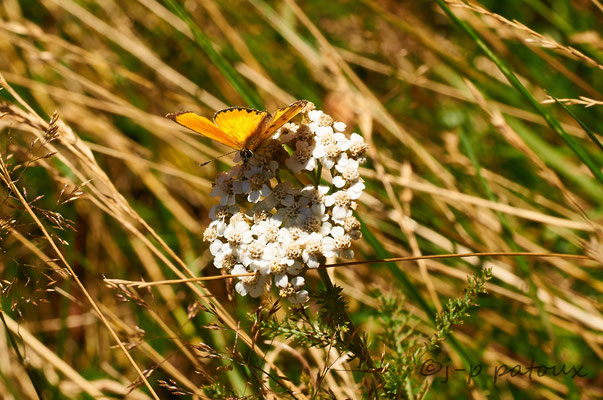 papillon cuivré sur fleur de mille feuilles