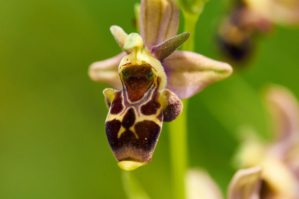 ophrys bécasse
