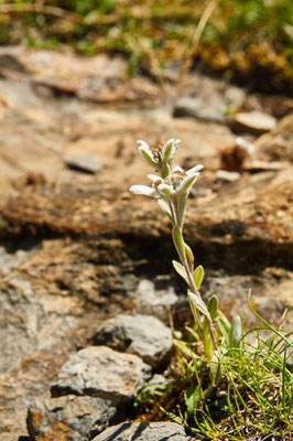 Le but de la sortie ! un Edelweiss