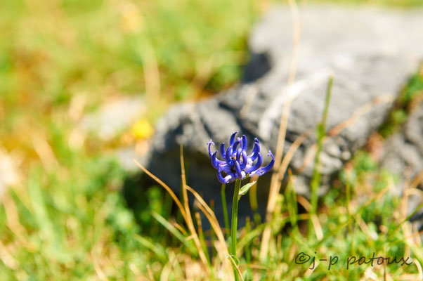 une fleur de Raiponce