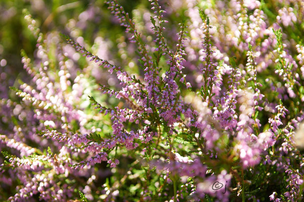 bouquet de calune