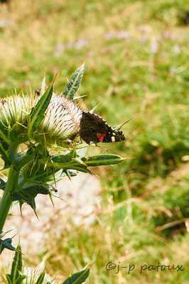 papillon Vulcain sur un capitule de Cirse