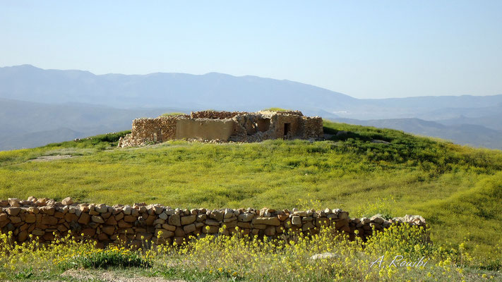 عالي الناش