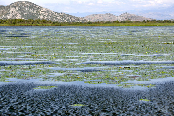 Montenegro, lago Skadar - fotografia di Vittorio Ferorelli