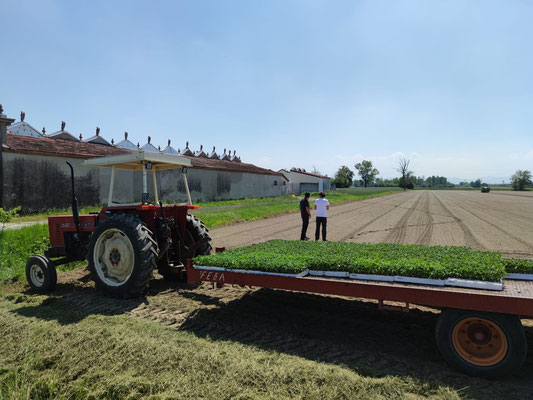 fasi di allestimento trapianto e prova irrigazione oggi a calendasco (PC), presso i campi dell'OP AS.I.PO.