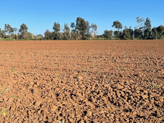 trapianto su campo dell'O.P. Centrale Ortofrutticola di Tarquinia