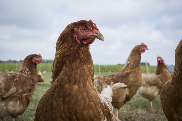 Huhn 37 ist hier sehr bekannt ;-)
