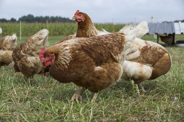 Die Hühner, Huhn 46 im Vordergrund ;-)