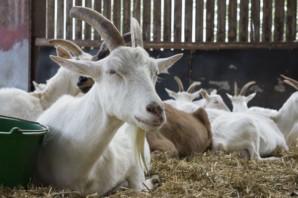 Mittagsruhe im Ziegenstall