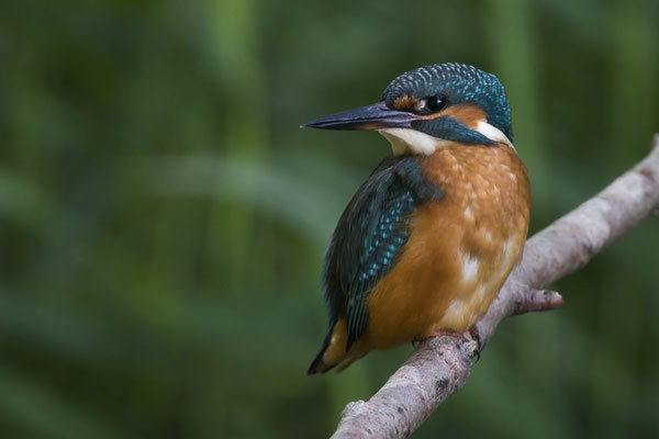 Eisvogel an der Fleuth