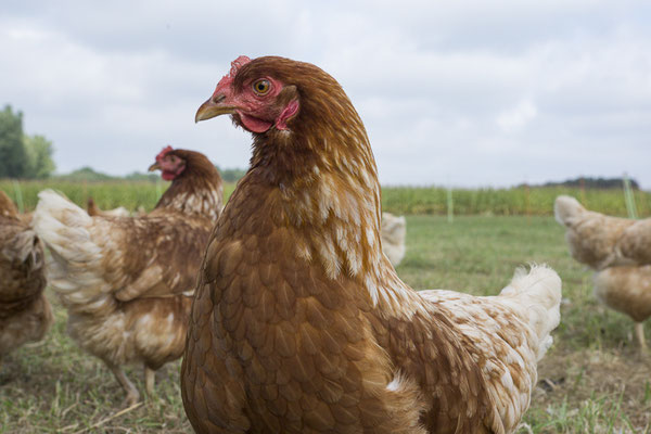Huhn 37 von der anderen Seite