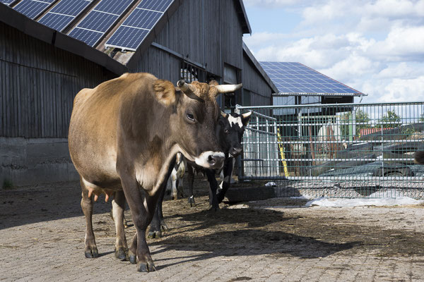 Heidi und Mia unterwegs zur Weide