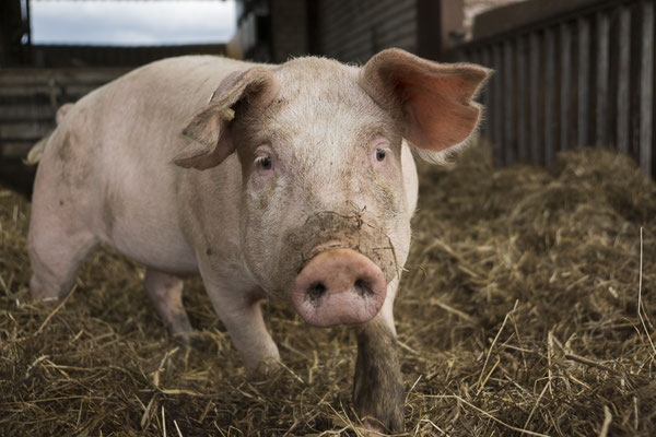 Schwein gehabt