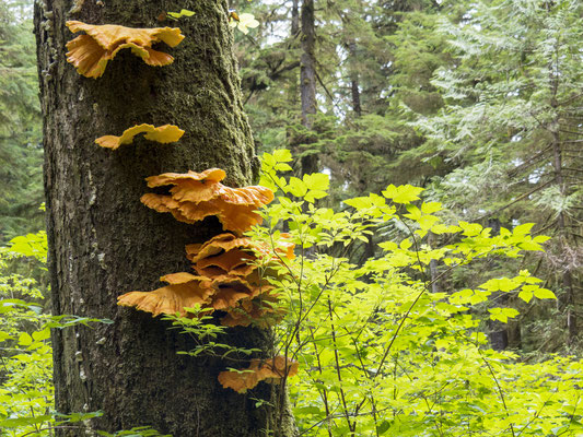 Gemässigter Regenwald, Vancouver Island