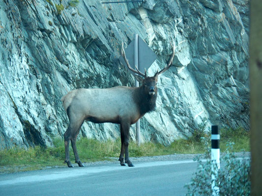 An Elk. In Jasper.