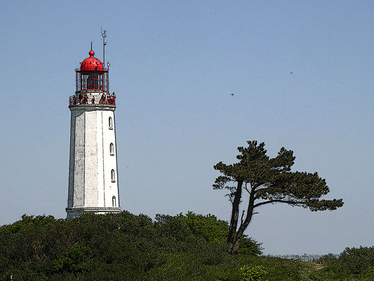 Leuchtturm Hiddensee (C)