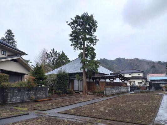 個人（お寺）の木の伐採前