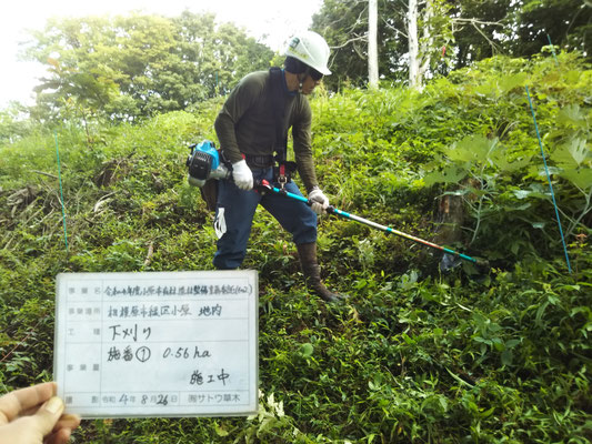 苗木の周りの草を取り除きます