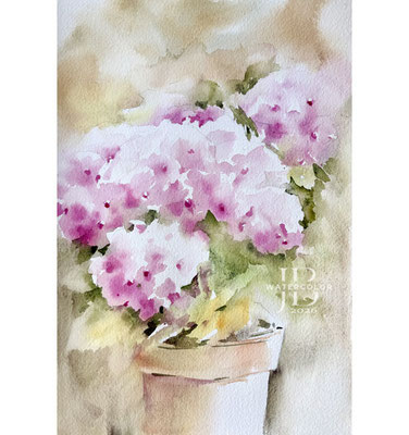 Hydrangea I 2026 / Watercolor by ©janinaB.
