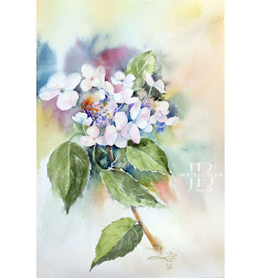 Hydrangea-III-2026 / Watercolor by ©janinaB.