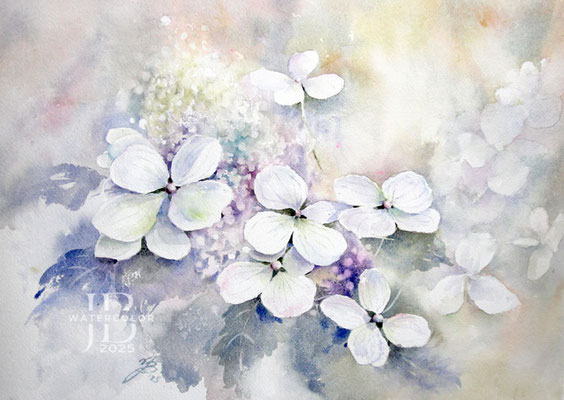Hydrangea I 2025 (1) 30x40cm / Watercolour by ©janinaB.