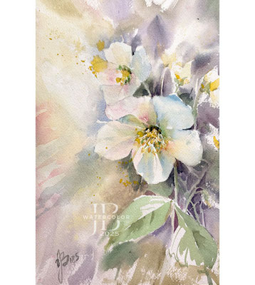 Helleborus II 2025 / Watercolour by ©janinaB.