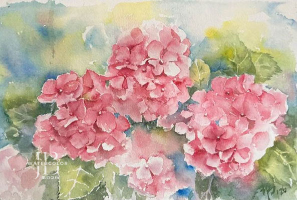 Hydrangea-VI-2026