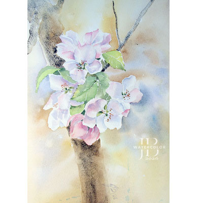 apple-blossoms-II-2026 / Watercolor by ©janinaB.