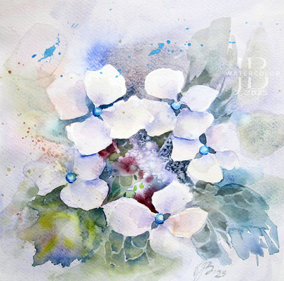 Hydrangea II 2025 (1) 30x30cm / Watercolour by ©janinaB.